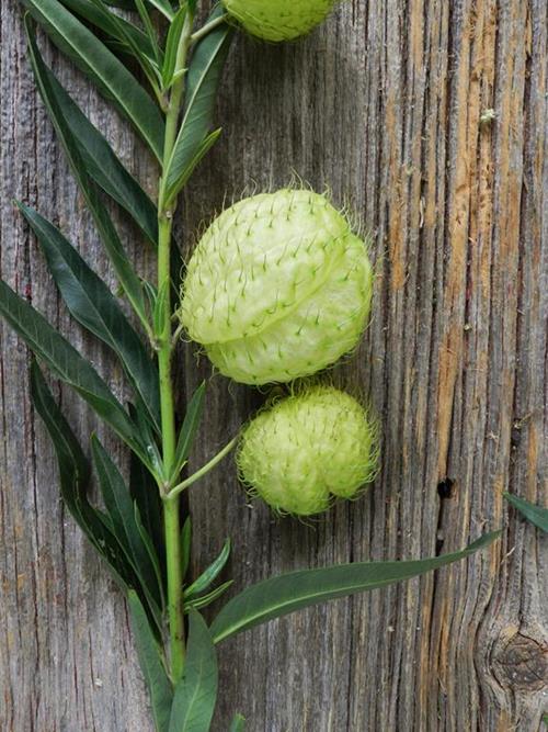 ASCLEPIA PODS GREEN NOVELTY